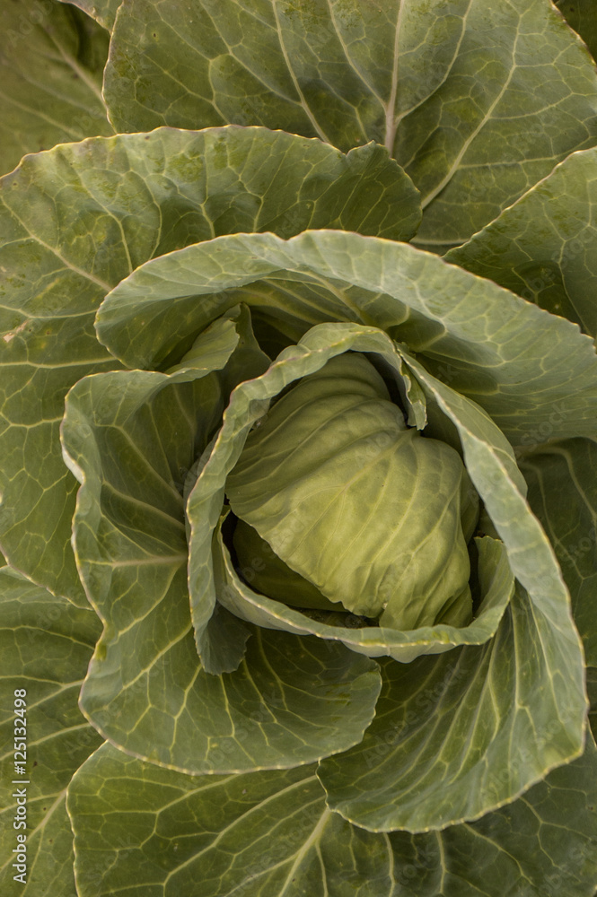Obraz premium cabbage
