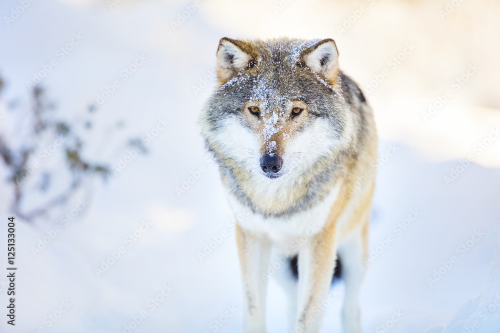 Wolf stands in beautiful and cold winter forest