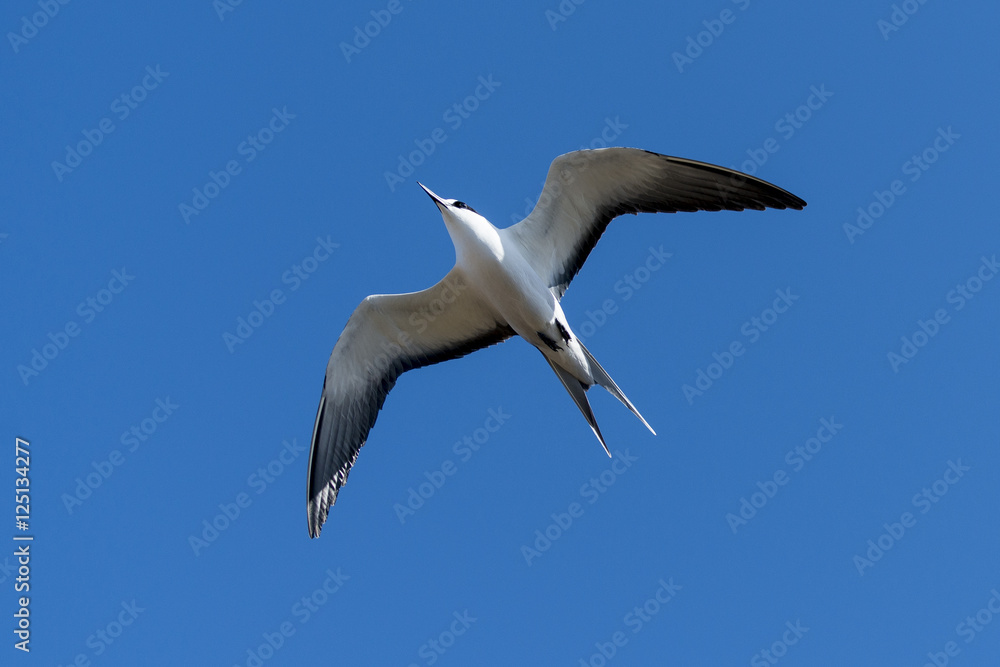 Sterne fuligineuse, Onychoprion fuscatus, Ile Ascension, Atlantique Sud Sterne fuligineuse, Onychoprion fuscatus, Ile Ascension, Atlantique Sud