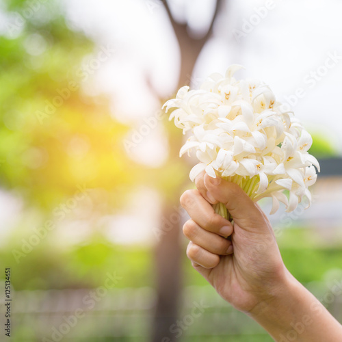 Hand of young holding a bouquet of jasmine with sun light. Jasmn