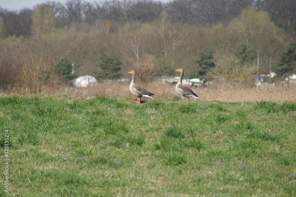 Obraz premium Wildgänse