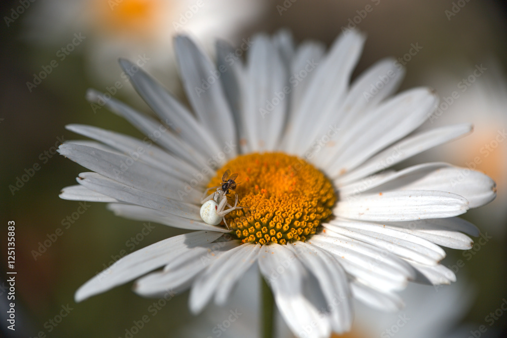 Fototapeta premium ragno su margherita