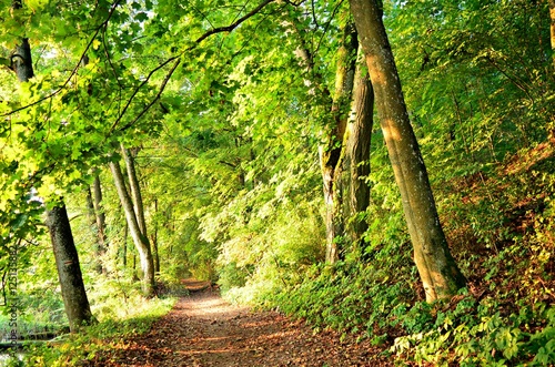 Fototapeta Naklejka Na Ścianę i Meble -  Mazurski las 
