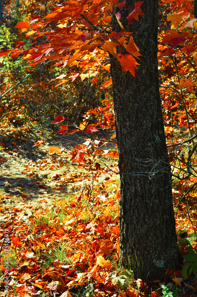 Beautiful leaves in the forest in late Autumn Beautiful leaves in the forest in late Autumn