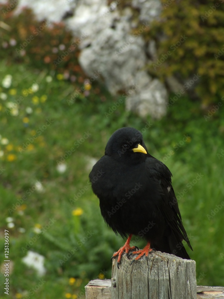 Obraz premium uccello nero