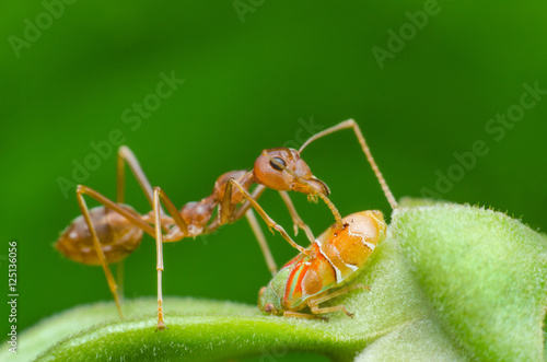 red ant and strange treehopper larvae with green background, aphid larvae have been protect from red ant