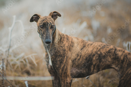 Fototapeta Naklejka Na Ścianę i Meble -  Greyhound breed dog while hunting outdoors