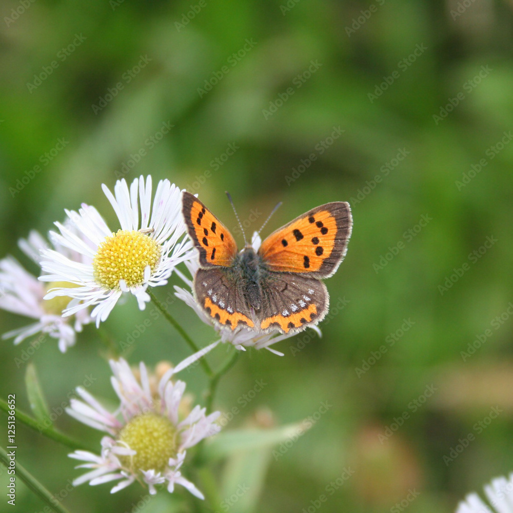 Piccola farfalla arancione su fiore di Camomilla Piccola farfalla arancione su fiore di Camomilla