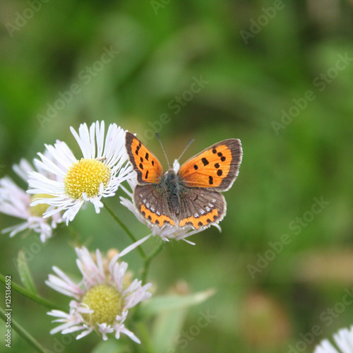 Piccola farfalla arancione su fiore di Camomilla