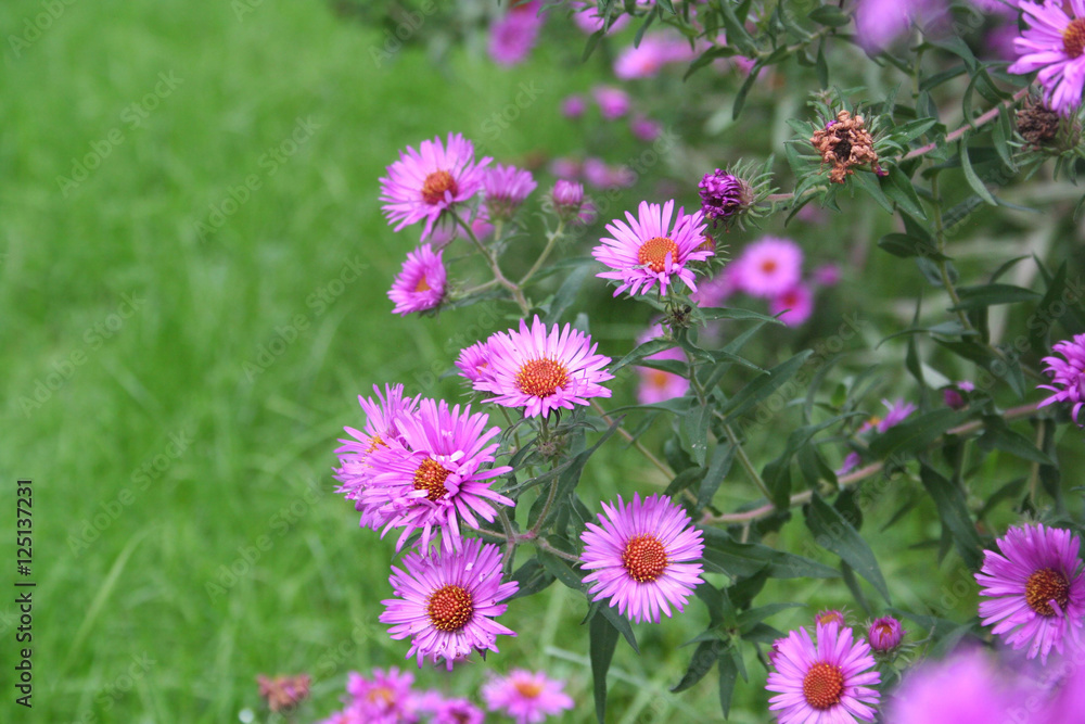 Aster. Fiori viola autunnali in giardino. Aster. Fiori viola autunnali in giardino.