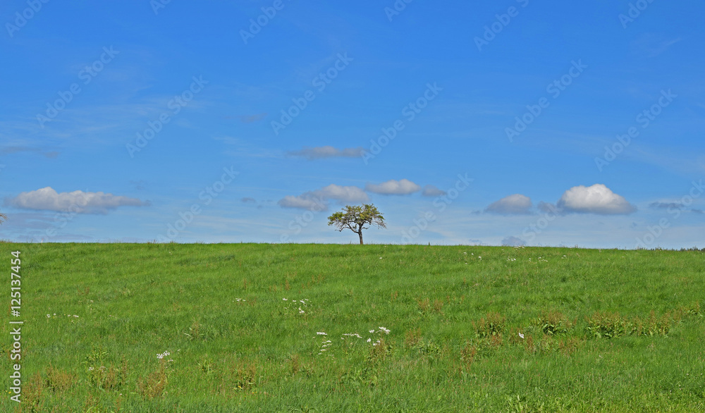 Naklejka premium Tree alone on field