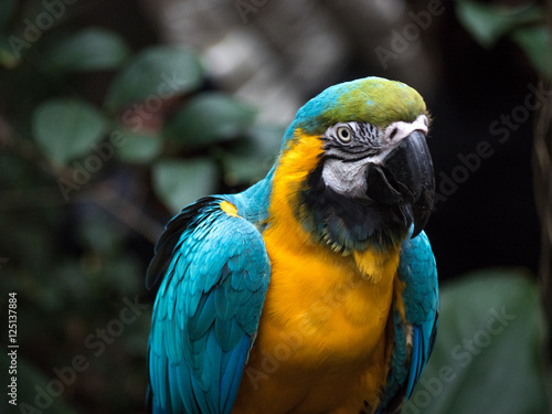 Photography COlorful bird at the zoo