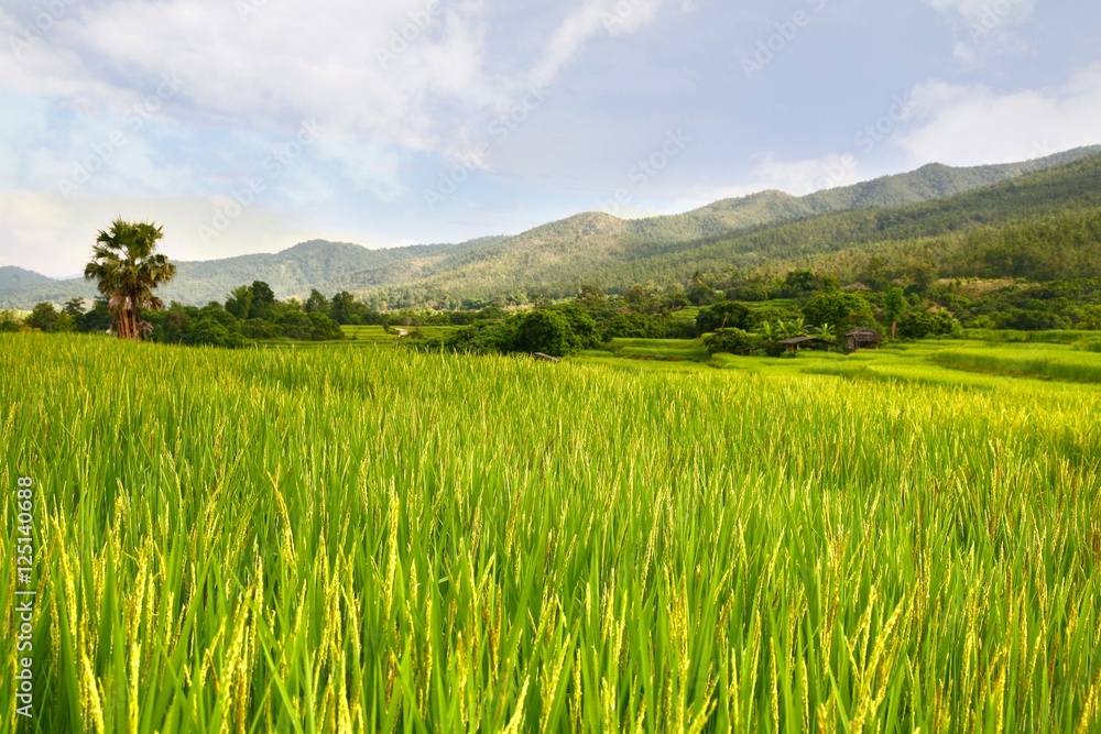  rice terrace at chiangmai , thailand