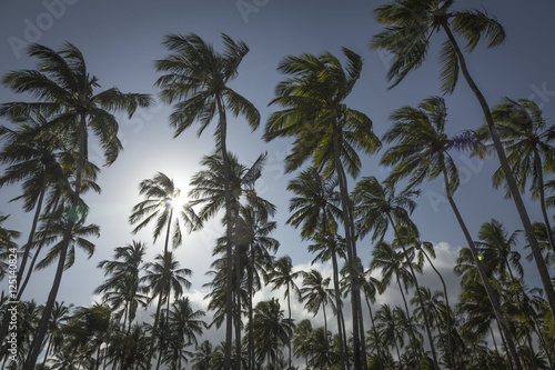 Palm trees in Porto de Galinhas, Recife, Pernambuco - Brazil