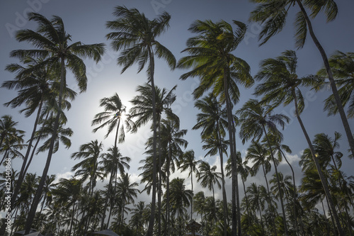 Palm trees in Porto de Galinhas  Recife  Pernambuco - Brazil