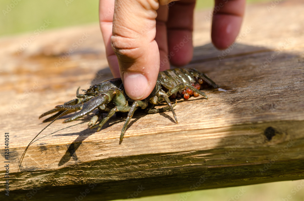 Crayfish on wooden table outdoor hand held
