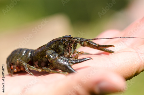 Crayfish held on hand