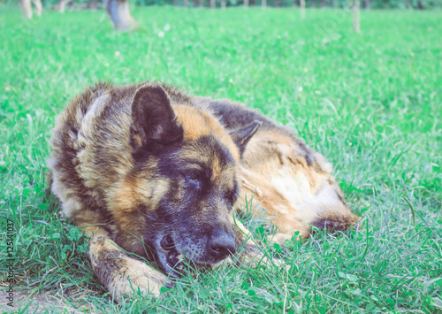 German shepherd laying in grass 