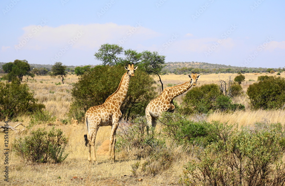Obraz premium neugierige Giraffen in Südafrika