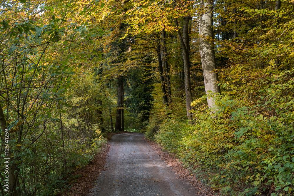 Obraz premium A road in autumn leading through a forest with yellow leaves