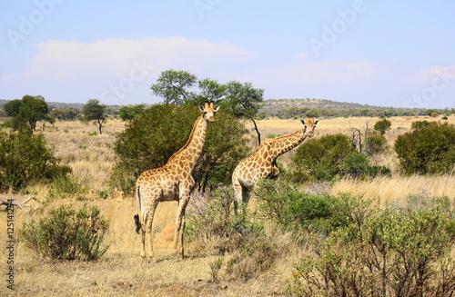 neugierige Giraffen in Südafrika
