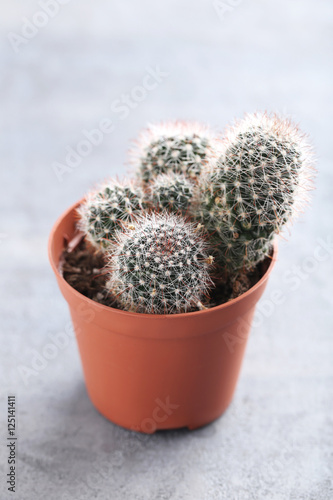 Cactus in brown pot on a grey table