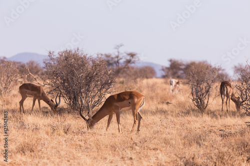 antilope impala in Masai Mara