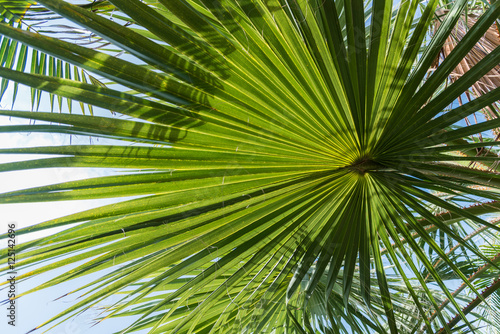 abstract repetitive pattern  light and shadow on backlit sugar palm leaf and coconut leaf  natural background