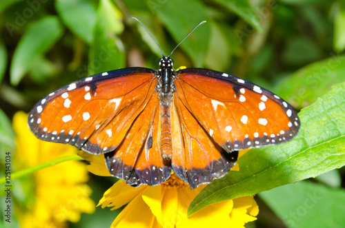 butterfly on flowers