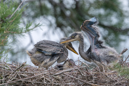 Obraz na plátně Graureiher, Grey heron, Ardea cinerea