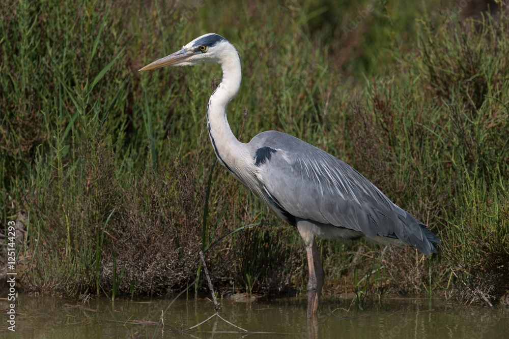 Graureiher, Grey heron, Ardea cinerea Graureiher, Grey heron, Ardea cinerea