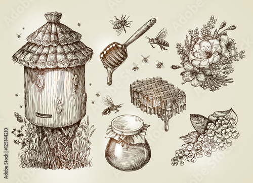 Hand drawn honey, beekeeping, bees. Collection vintage sketch vector illustration