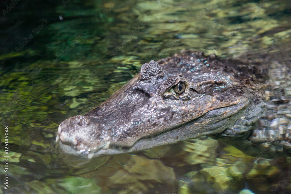 The alligator in the pond, Caiman crocodilus The alligator in the pond, Caiman crocodilus