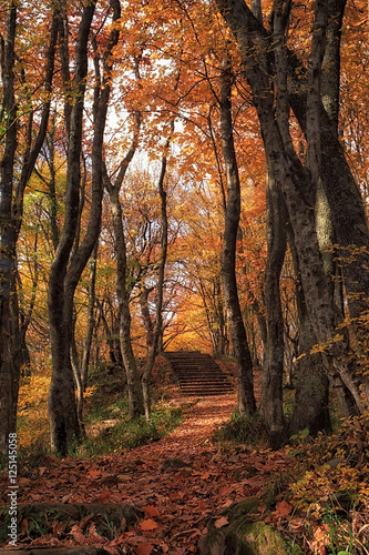 Autumn forest terrenkur path with orange-red oak and maple trees beautiful scenery