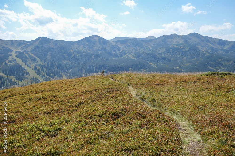 Fototapeta premium Planneralm im Sommer