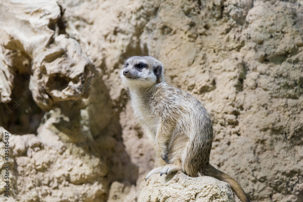 Fototapeta premium Meerkat in the zoo. Suricata suricatta. Family mangustov