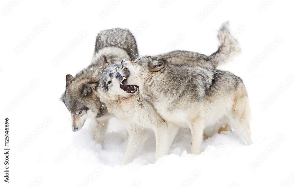 Naklejka premium Timber wolves or Grey Wolf (Canis lupus) isolated on a white background playing in the snow against a white background in Canada