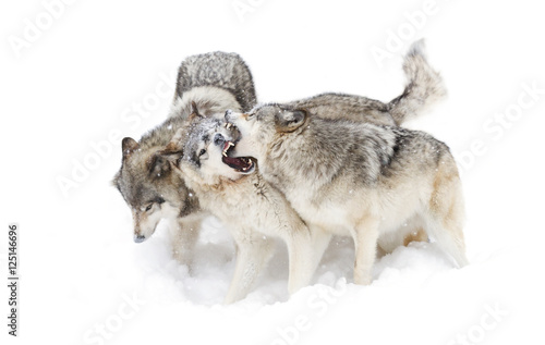 Timber wolves or Grey Wolf (Canis lupus)  isolated on a white background playing in the snow against a white background in Canada