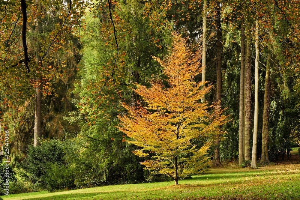 Fototapeta premium paysage automne