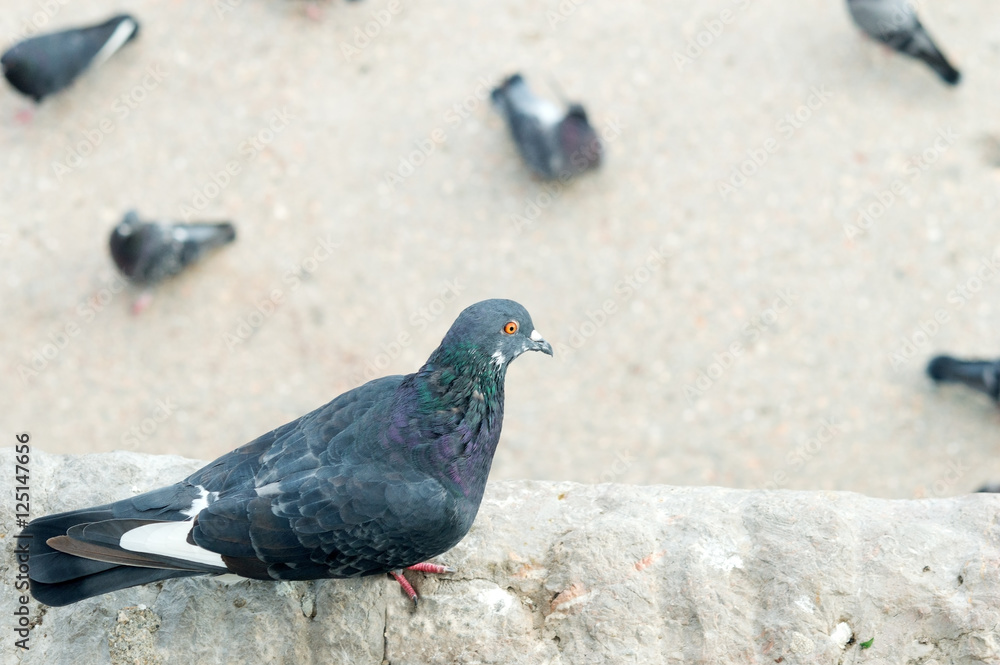 A pigeon A pigeon