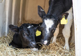 Two young calves in a house on straw bed