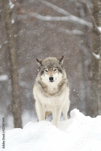 A lone Timber wolf or Grey Wolf (Canis lupus) walking in the winter snow in Canada © Jim Cumming