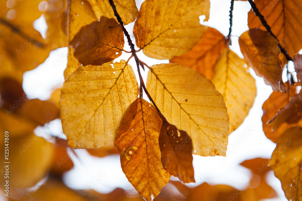 colorful leaves of a beech tree. Autumn beech leaves decorate a colorful leaves of a beech tree. Autumn beech leaves decorate a