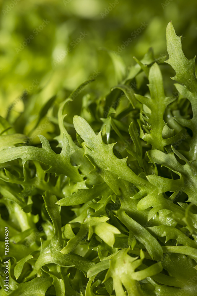 Raw Green Organic Frisee Lettuce Raw Green Organic Frisee Lettuce