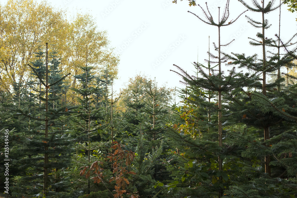 Weihnachtsbaum Plantage im Herbst in SchleswigHolstein StockFoto