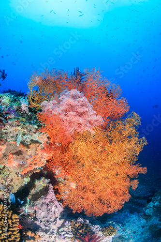 Brightly colored sea fans and Soft Corals