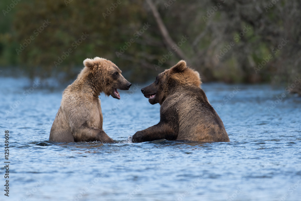 Fototapeta premium Two Alaskan brown bears fighting