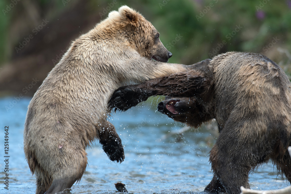 Obraz premium Two Alaskan brown bears playing