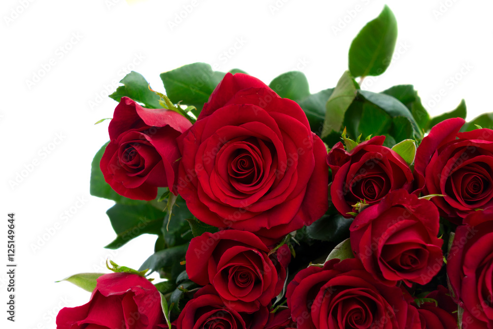 Obraz premium Dark red rose buds with green leaves close up isolated on white background