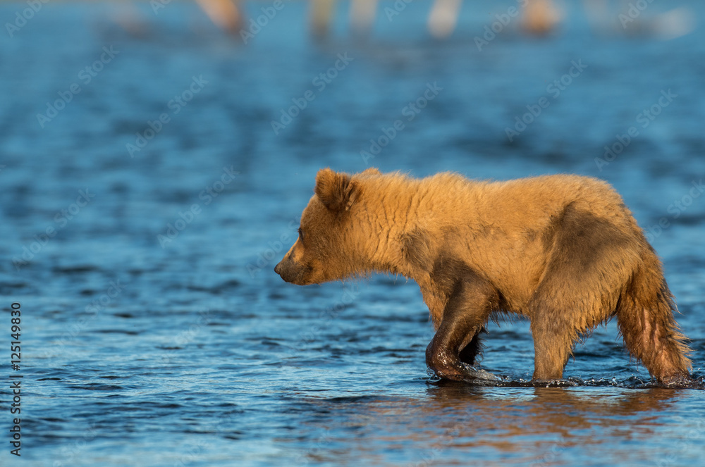 Alaskan brown bear cub Alaskan brown bear cub